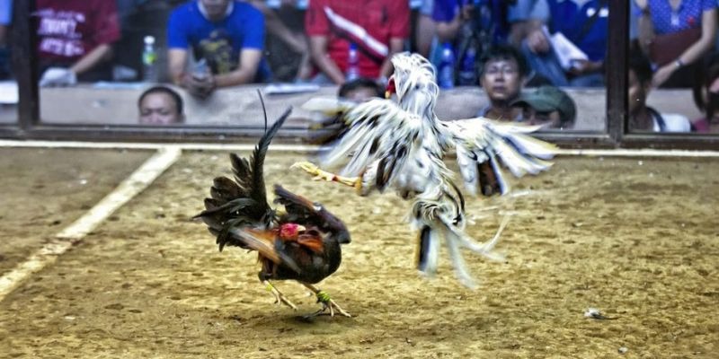 five88 vin xổ số miền bắc hôm quả