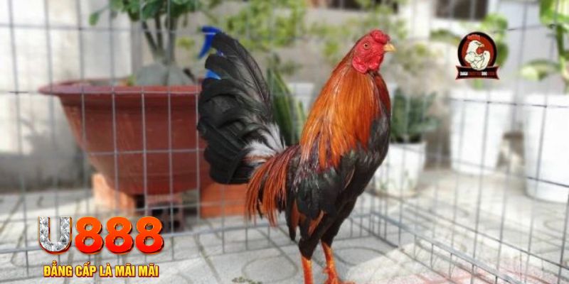 five88 vin game máy bay nổ hũ