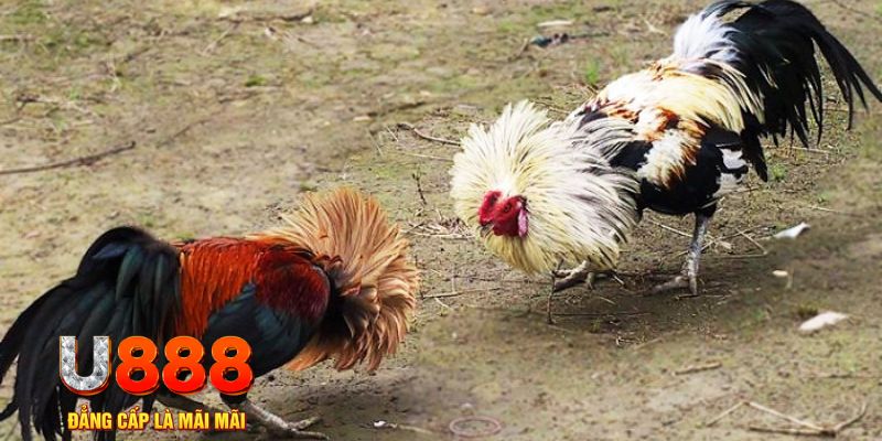 five88 vin game nổ hũ là gì